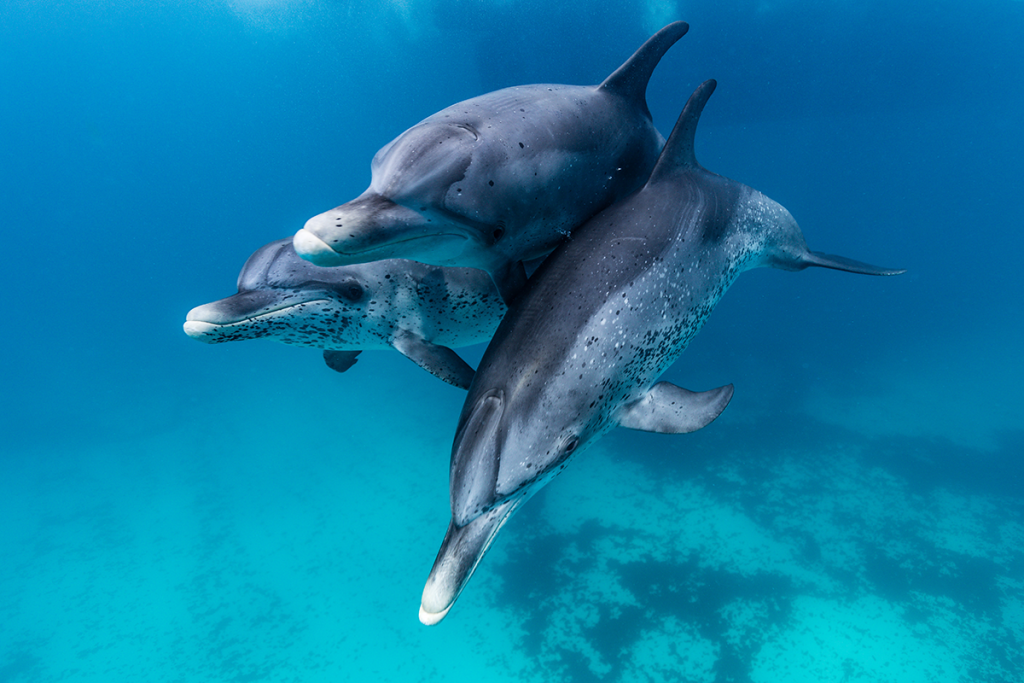 Mauritius dolphins About