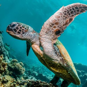Turtles