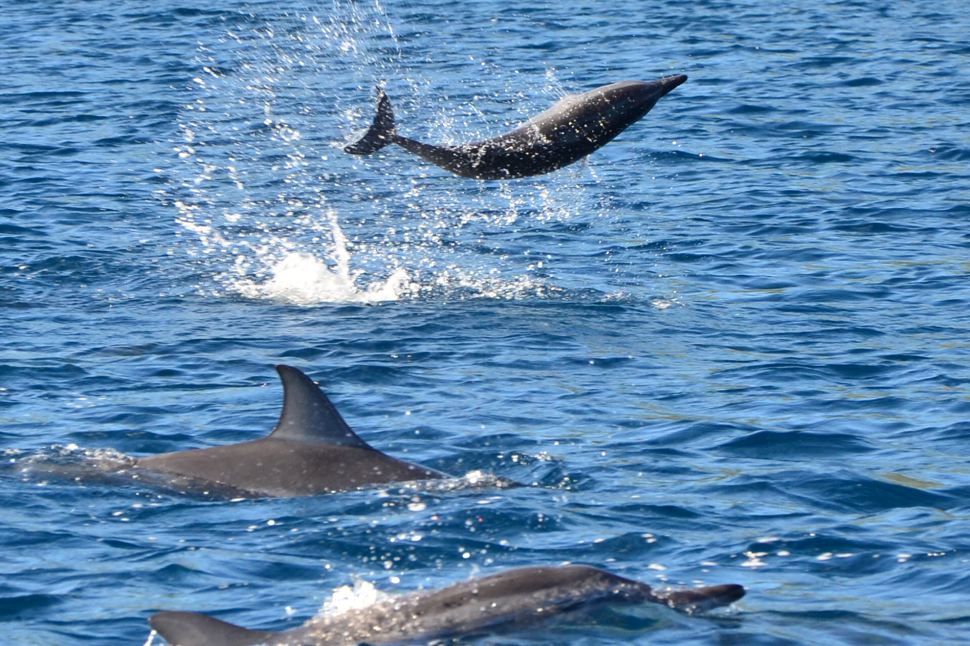 Mauritius: Sunrise Dolphin Encounter - Sharing